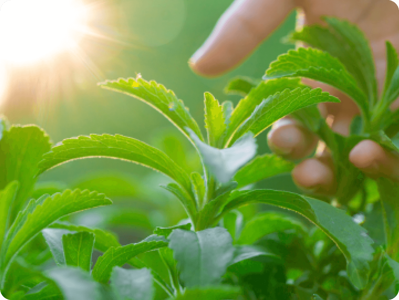 stevia select image