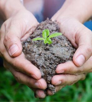 From Seed To Table